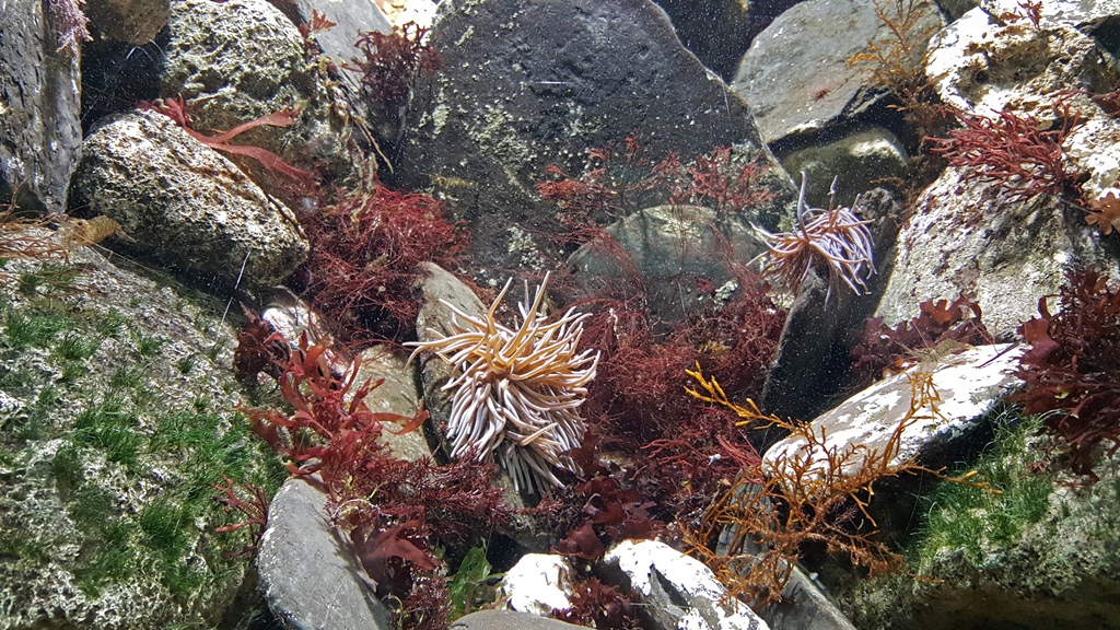 More Underwater Plants